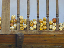 Maïs- Ollantaytambo - Pérou